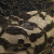 Кружевное полотно XD LACE 1-4, 80 гр/м2, шир.150см, цвет чёрный - купить в Иркутске. Цена 245.94 руб.
